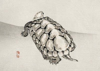 Turtle