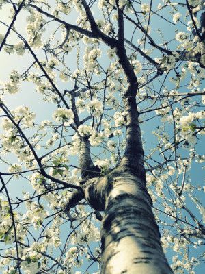 Under the Cherry Tree