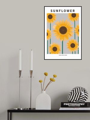 Sunflower - National flower och Ukraine