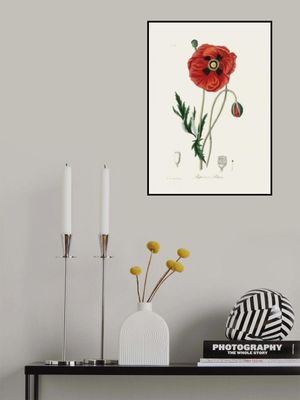 Common Poppy (papaver Rhoeas) Medical Botany