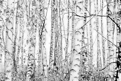 Silver Birches