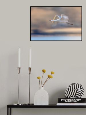 Crane Flying in Soft Light