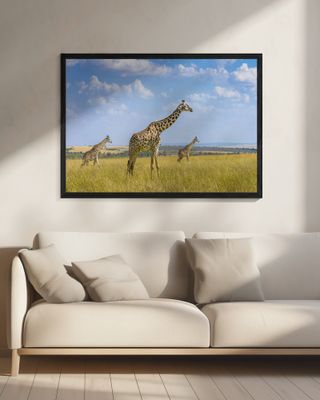 Trio Giraffes