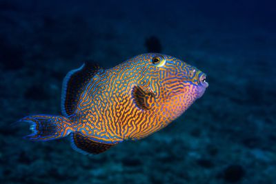Blue triggerfish