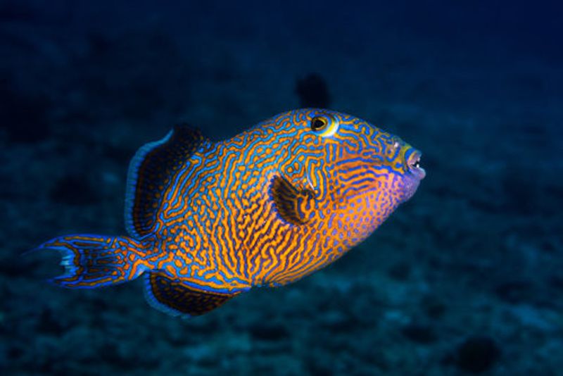 Blue triggerfish