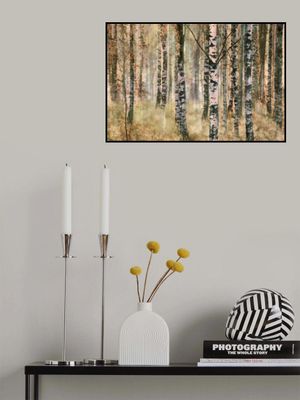 Morning in birch forest