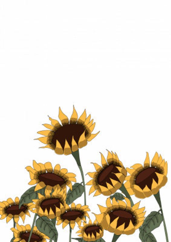 Sunflowers