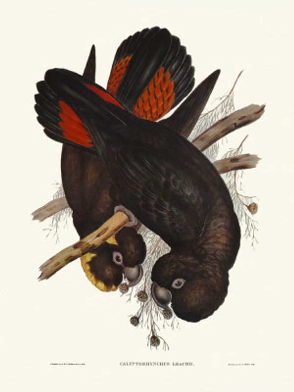 Leach's Cockatoo