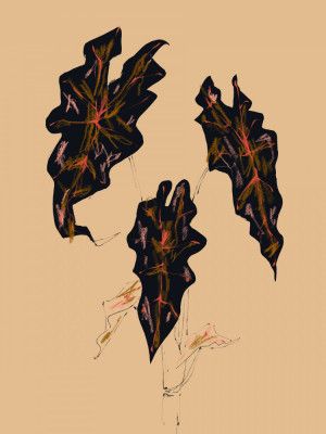 Alocasia Polly Beige