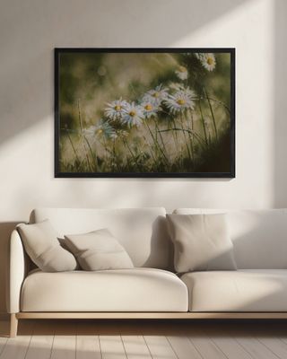 daisies in early morning