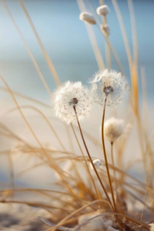 Whispers in the Wind