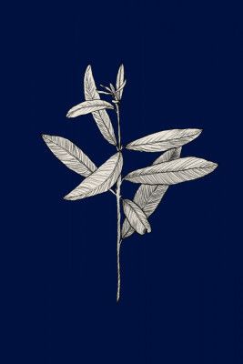 Plant with Delicate Leaves