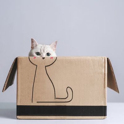 Cat in the box