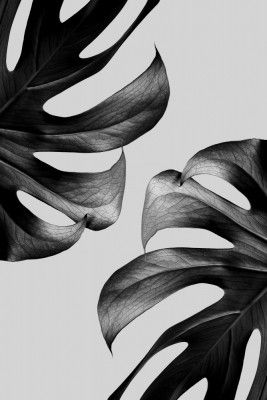 Monochrome Mostera Poster