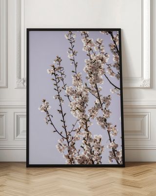 Bright Cherry Blossoms