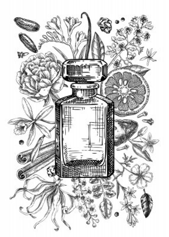 Vintage Perfumery Poster - Aromatic plants and flowers