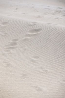 Sand Ripples And Footprints