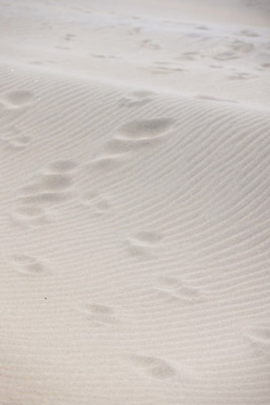 Sand Ripples And Footprints