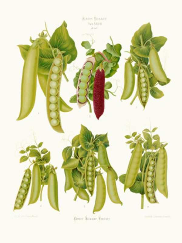 Peas From Album Benary (1876 1886) By Ernst Benary