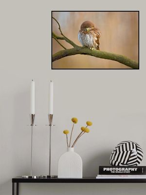 Ferruginous pygmy owl