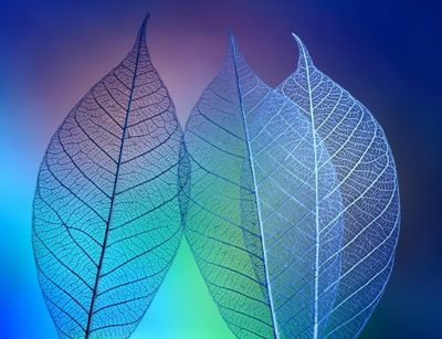 Prismatic leafs