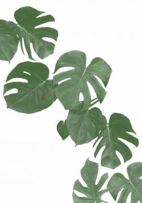 Monstera Aqua 02