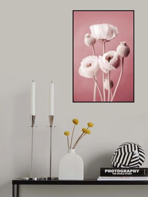 Soft Blooming Poppies