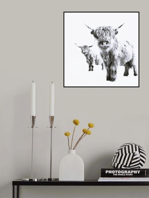 Highland Cows on White