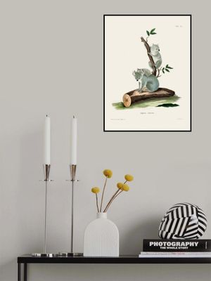 Koala By Johann Andreas Wagener