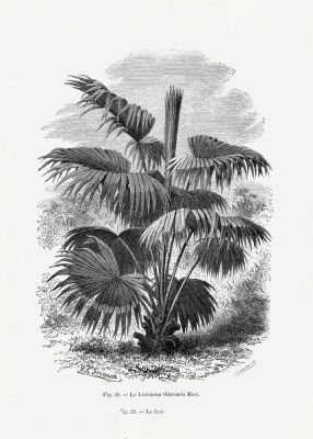 Vintage Palm Tree Drawing Xii