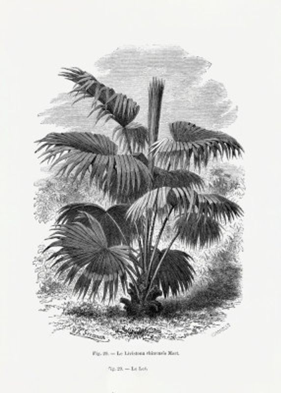 Vintage Palm Tree Drawing Xii