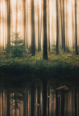 Reflection in the foggy forest