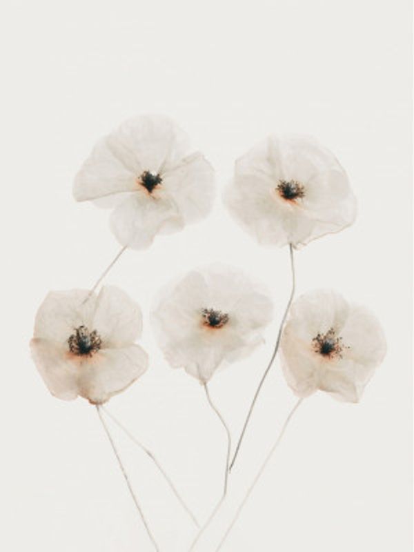 Beige Delicate Flowers