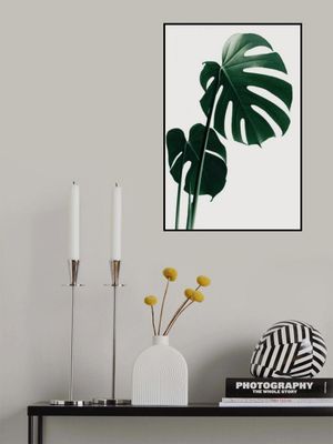 Monstera Natural 16