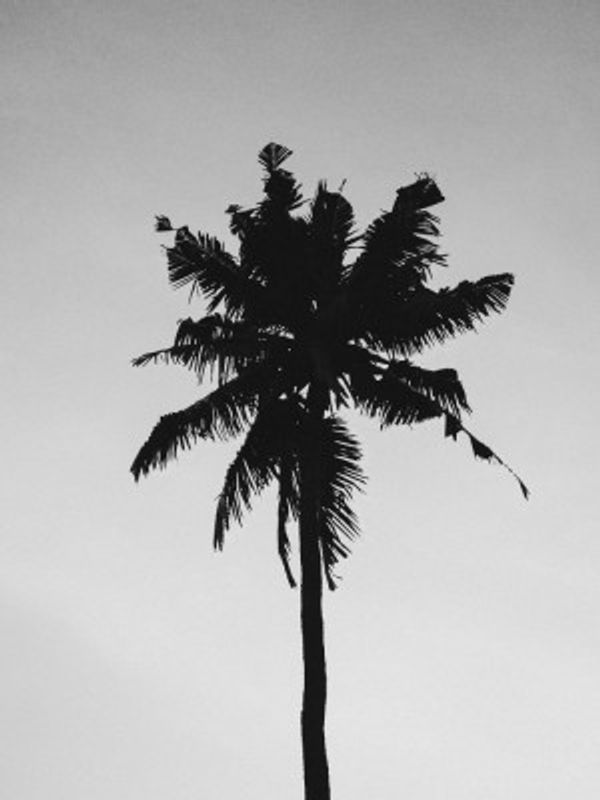 Lone Palm Silhouette