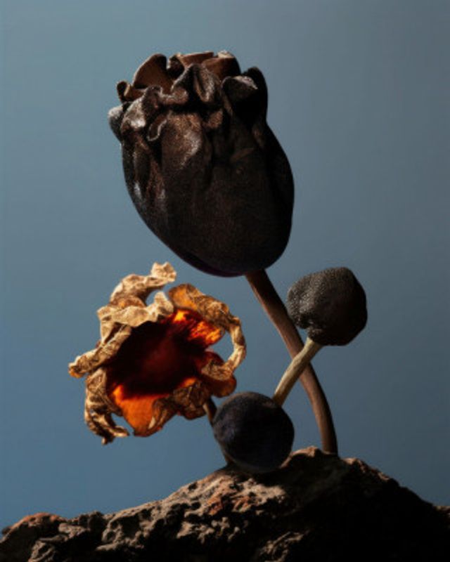 Still Life Flowers No2