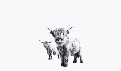 Highland Cows on White