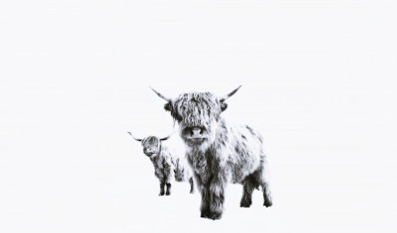 Highland Cows on White