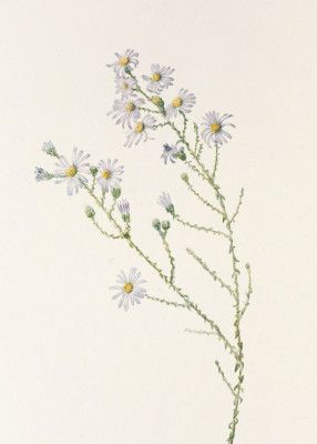 Pineland Aster From North American Wildflowers (1925) By Mary Vaux Walcott.