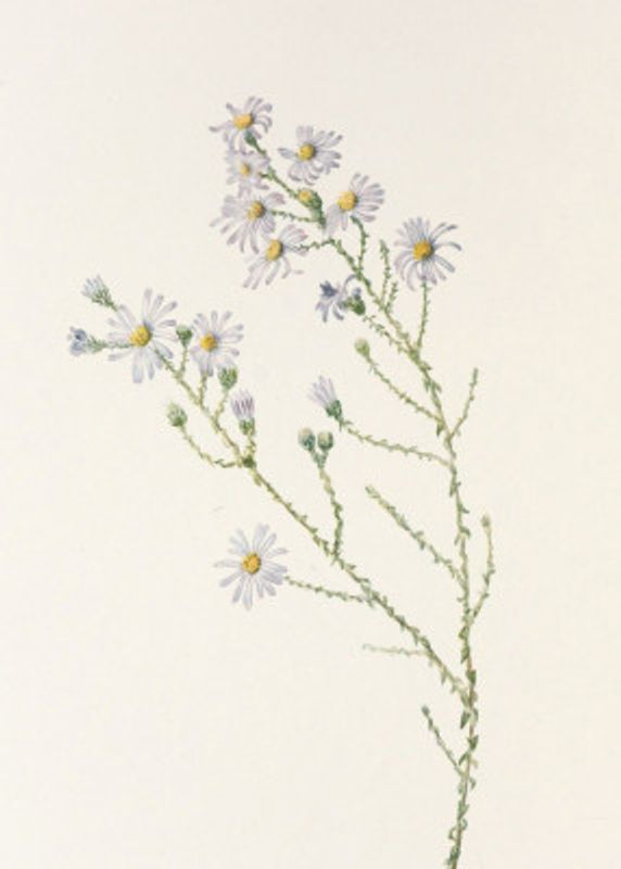 Pineland Aster From North American Wildflowers (1925) By Mary Vaux Walcott.