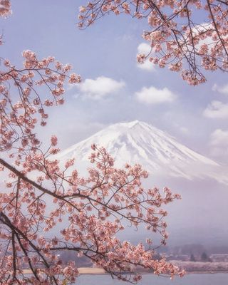 Mt.Fuji in the cherry blossoms