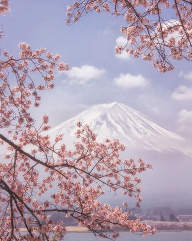 Mt.Fuji in the cherry blossoms