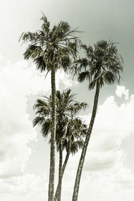Palm Trees and sky | Vintage