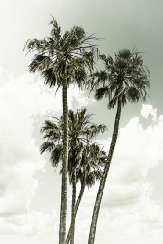 Palm Trees and sky | Vintage