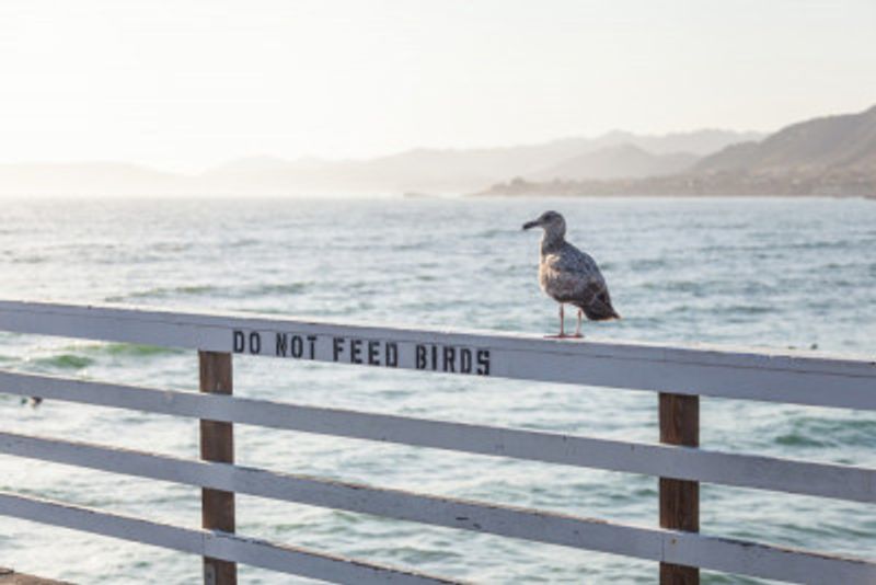 Do not feed birds