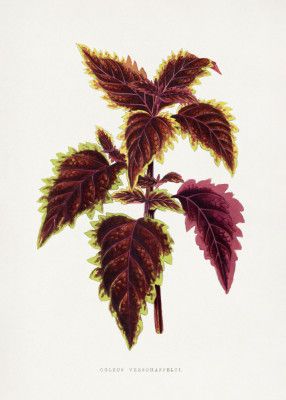 Pink Coleus Leaf Illustration