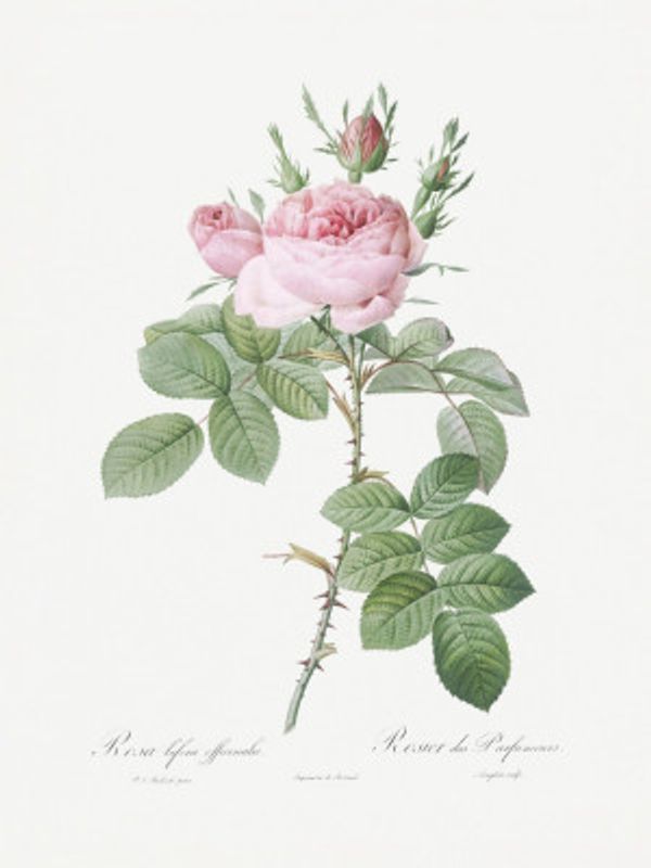 Rosa Bifera Officinalis,les Roses (1817–1824)