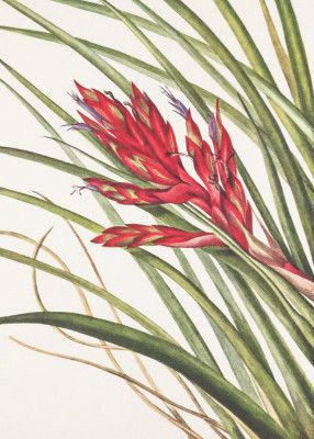 Quill Leaf Tillandsia From North American Wildflowers (1925) By Mary Vaux Walcott