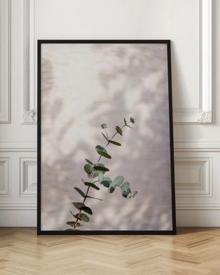 Eucalyptus Branch Shadow