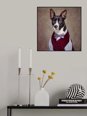 Shelter Pets Project - Petey